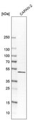 Anti-SULT2B1 antibody produced in rabbit Prestige Antibodies® Powered by Atlas Antibodies, affinity isolated antibody, buffered aqueous glycerol solution