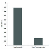 Anti-phospho-CaMK2-β/γ/δ (pThr287) antibody produced in rabbit affinity isolated antibody