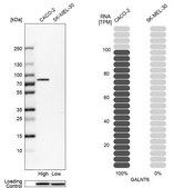 Anti-GALNT6 antibody produced in rabbit Prestige Antibodies® Powered by Atlas Antibodies, affinity isolated antibody, buffered aqueous glycerol solution, Ab1