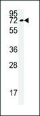 ANTI-KLHL9 (CENTER) antibody produced in rabbit IgG fraction of antiserum, buffered aqueous solution