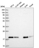 Anti-MYL12B antibody produced in rabbit Prestige Antibodies® Powered by Atlas Antibodies, affinity isolated antibody, buffered aqueous glycerol solution