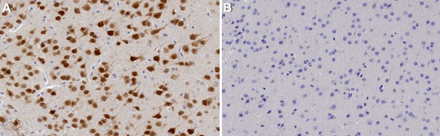 Anticuerpo anti-NeuN serum, from guinea pig