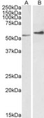 Anti-RDH5 antibody produced in goat affinity isolated antibody, buffered aqueous solution
