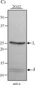 Anti-Human Kappa Light Chains (Bound and Free)−Peroxidase antibody produced in goat affinity isolated antibody, buffered aqueous solution