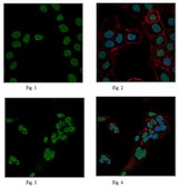 Anti-dimethyl Histone H3 (Arg26), Asymmetric Antibody from rabbit, purified by affinity chromatography