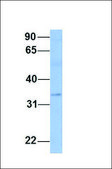 Anti-PAOX (AB2) antibody produced in rabbit affinity isolated antibody