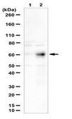 Anti-ANGPTL2 Antibody from rabbit, purified by affinity chromatography