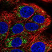 Anti-COA5 antibody produced in rabbit Prestige Antibodies® Powered by Atlas Antibodies, affinity isolated antibody, buffered aqueous glycerol solution