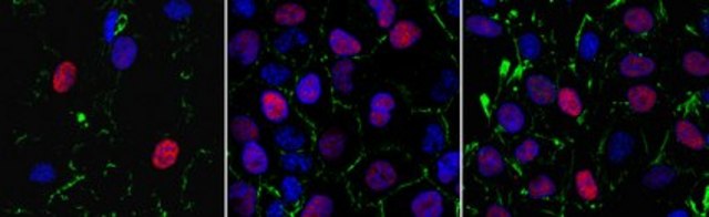 Anti-Geminin Antibody, clone 4B10.1 clone 4B10.1, from mouse