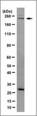 Anti-JARID1D/KDM5D Antibody, clone 7F10.4 clone 7F10.4, from mouse