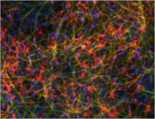 Dopaminergic Differentiation Growth Factor Sampler This Dopaminergic Differentiation Growth Factor Sampler contains five validated growth factors used to induce differentiation of human pluripotent Embryonic stem (ES) &amp; induced pluripotent Stem (iPS) cells to dopaminergic neurons.