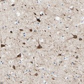 Anti-SIGLEC9 antibody produced in rabbit Prestige Antibodies® Powered by Atlas Antibodies, affinity isolated antibody, buffered aqueous glycerol solution