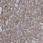 Anti-COX6B1 antibody produced in rabbit Prestige Antibodies® Powered by Atlas Antibodies, affinity isolated antibody, buffered aqueous glycerol solution