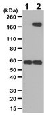 Anti-Phosphotyrosine Antibody Upstate®, from rabbit