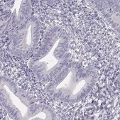 Anti-C16orf86 antibody produced in rabbit Prestige Antibodies® Powered by Atlas Antibodies, affinity isolated antibody