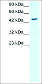 Anti-GATA2 antibody produced in rabbit IgG fraction of antiserum