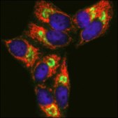 Anti-Mouse IgG1 (γ1), CF™633 antibody produced in goat ~2 mg/mL, affinity isolated antibody, buffered aqueous solution