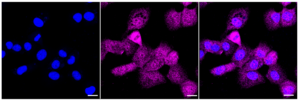 Anti Calcium binding protein 1 Antibody, clone 23GB4365, Rabbit Monoclonal clone 23GB4365, recombinant rabbit monoclonal, expressed in HEK293 cells