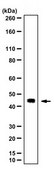 Anti-KLF15 Antibody 1.0 mg/mL, from rabbit