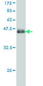 Monoclonal Anti-PRKD2 antibody produced in mouse clone 2E4, purified immunoglobulin, buffered aqueous solution