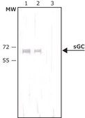 Anti-Guanylyl Cyclase β1 (ER-19) antibody produced in rabbit affinity isolated antibody, buffered aqueous solution