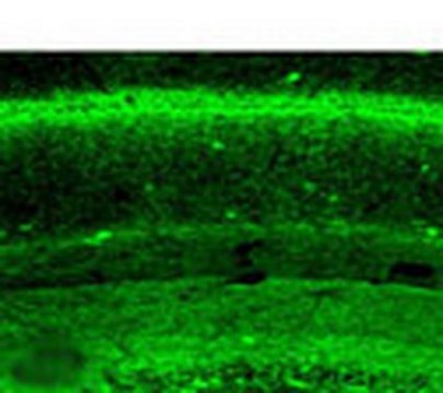 Anti-Cannabinoid Receptor CB&#8321; (1-77) Rabbit pAb liquid, Calbiochem&#174;