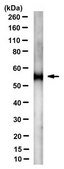 Anti-IDO-2 Antibody, clone 4-3 clone 4-3, from mouse