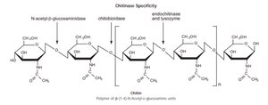 Chitinase Assay Kit sufficient for 100 multiwell tests