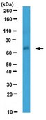 Anti-Uncx Antibody, clone N155/9 clone N155/9, from mouse
