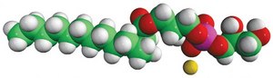 14:0 Lyso PG Avanti Research™ - A Croda Brand