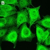 抗-嘌呤霉素抗体，克隆12D10 ZooMAb®小鼠单克隆抗体 recombinant, expressed in HEK 293 cells