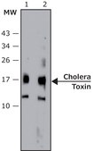 Anti-Cholera toxin, B Subunit (CTxB) antibody, Mouse monoclonal clone CTxB-24, purified from hybridoma cell culture