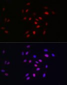 Anti-HDGF Antibody, clone 5U7A7, Rabbit Monoclonal