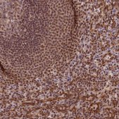 Anti-TRIM22 antibody produced in rabbit Ab2, Prestige Antibodies® Powered by Atlas Antibodies, affinity isolated antibody, buffered aqueous glycerol solution