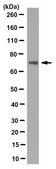 Anti-CIP4 Antibody, clone 8F10.1 clone 8F10.1, from mouse