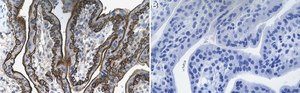 Anti-CD46 Antibody, clone 1C10 ZooMAb® Rabbit Monoclonal recombinant, expressed in HEK 293 cells