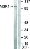 Anti-MSK1 antibody produced in rabbit affinity isolated antibody