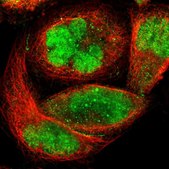 Anti-ZKSCAN1 antibody produced in rabbit Prestige Antibodies® Powered by Atlas Antibodies, affinity isolated antibody, buffered aqueous glycerol solution