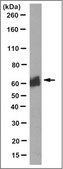 Anti-LAG3 Antibody, clone 8C7.1 culture supernatant, clone 8C7.1, from mouse