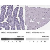 Anti-SPEF2 antibody produced in rabbit Prestige Antibodies® Powered by Atlas Antibodies, affinity isolated antibody, buffered aqueous glycerol solution