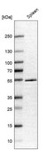 Anti-NETO2 antibody produced in rabbit Prestige Antibodies® Powered by Atlas Antibodies, affinity isolated antibody, buffered aqueous glycerol solution