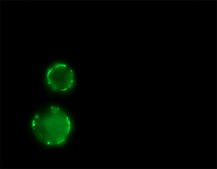 Anti-Mouse IgG (Fab specific)−FITC antibody produced in goat affinity isolated antibody, buffered aqueous solution