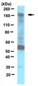 Anti-Myb Binding Protein 1A Antibody serum, from rabbit