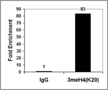 Anti-trimethyl-Histone H4 (Lys20) Antibody, Trial Size from rabbit, purified by affinity chromatography