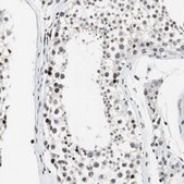 Anti-PAXIP1 antibody produced in rabbit Prestige Antibodies® Powered by Atlas Antibodies, affinity isolated antibody, buffered aqueous glycerol solution