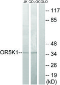 Anti-OR5K1 antibody produced in rabbit affinity isolated antibody