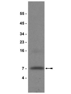 Anti-IGF-I Antibody, clone Sm1.2 clone Sm1.2, Upstate&#174;, from mouse