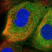 Anti-RSPH3 antibody produced in rabbit Prestige Antibodies® Powered by Atlas Antibodies, affinity isolated antibody, buffered aqueous glycerol solution