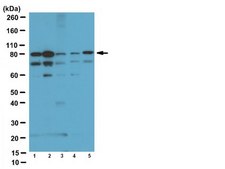 Anti-Cyclin T1 Antibody serum, from sheep