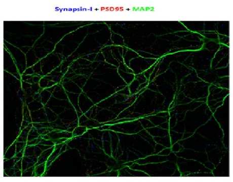 Anti-Synapsin-1 Antibody, clone MEGS3-10A clone MEGS3-10A, from mouse